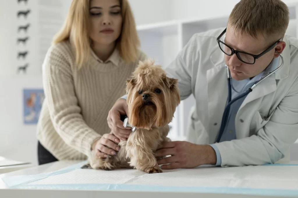 posicionamiento seo veterinarios
