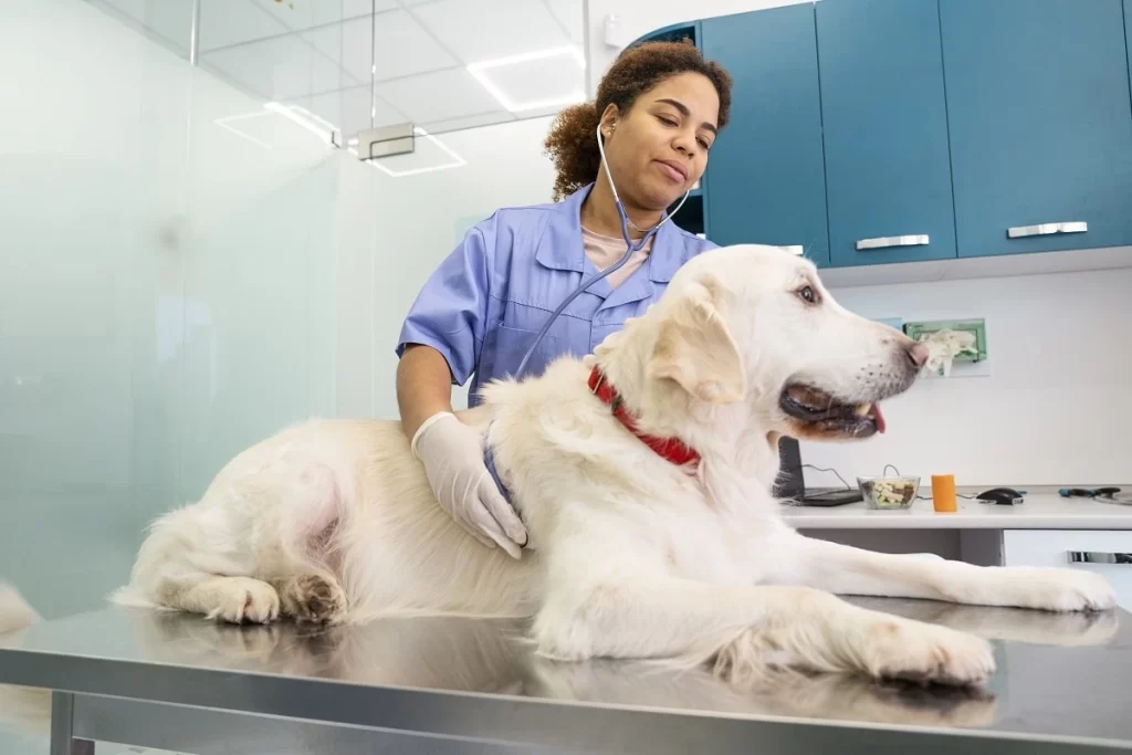 seo veterinarios