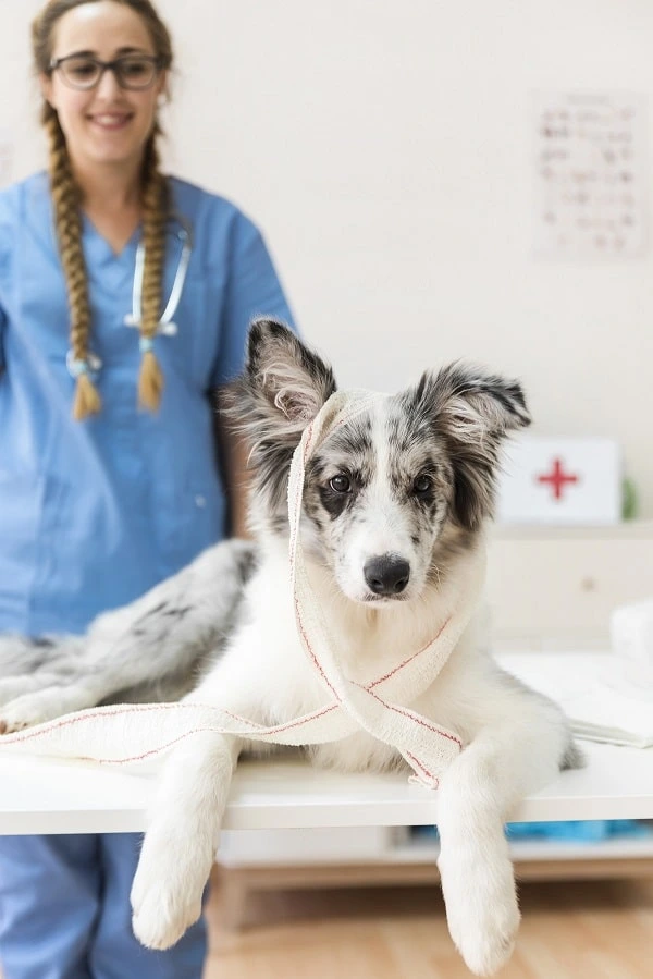 seo para clínicas veterinarias